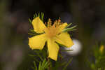 Apalachicola St. Johnswort